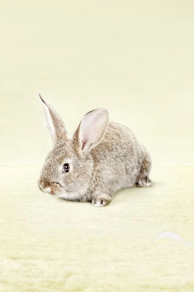 Bunny Rabbit Easter