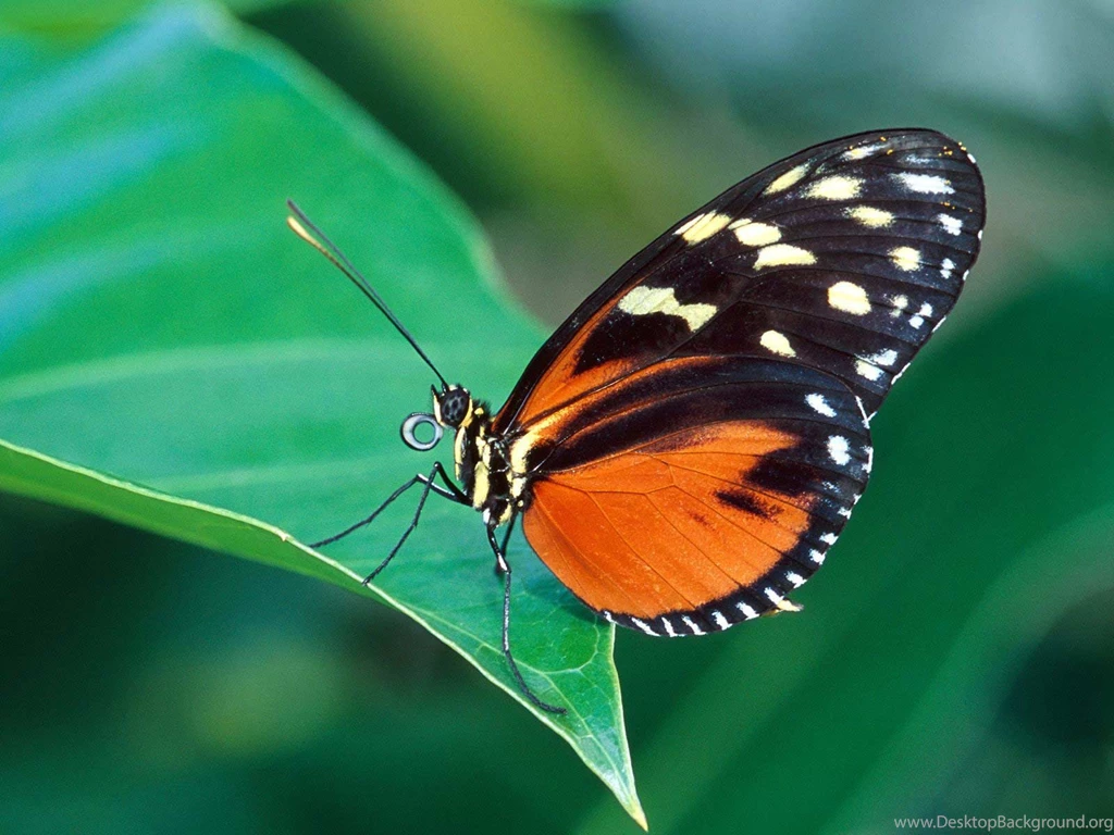 Butterfly Fly On Desktop : Share Files Online