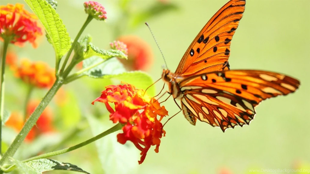 3d Nature Wallpapers Butterfly Desktop Nexus Archives HD 3D ...
