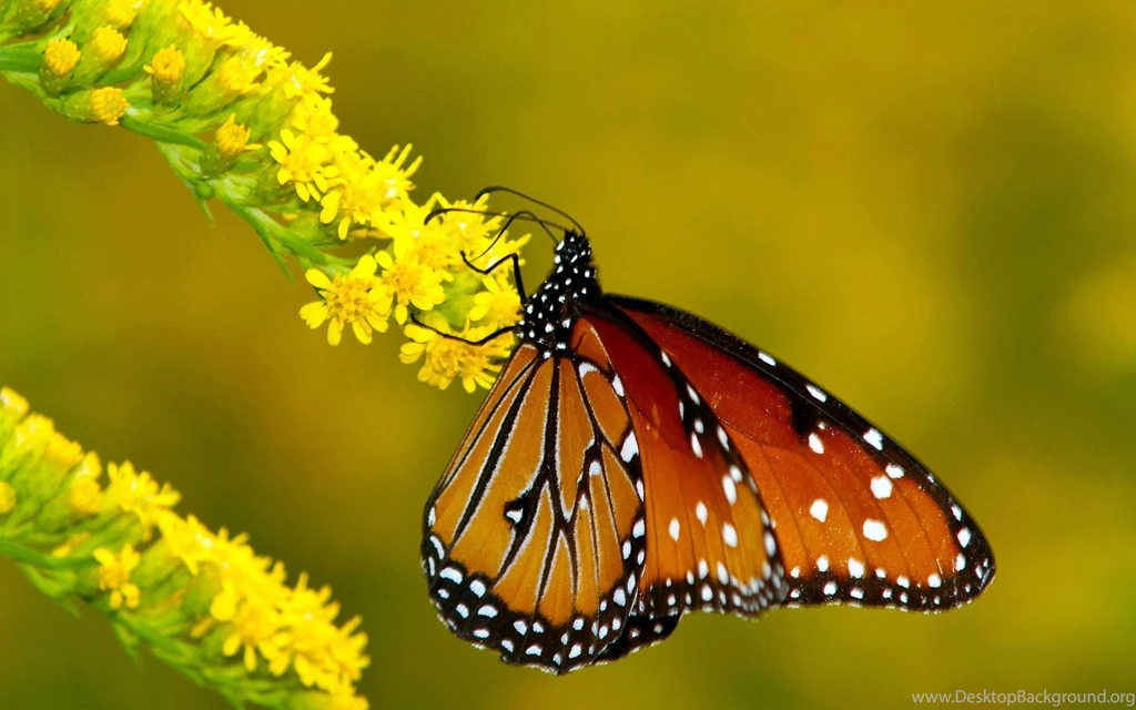 Butterfly Desktop Wallpapers