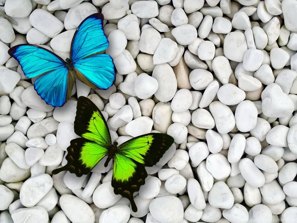 Butterfly Wallpapers HD