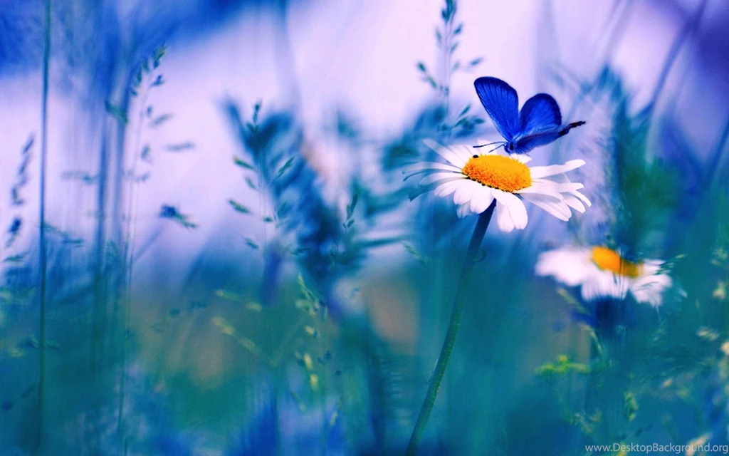 Spring Butterfly Desktop Backgrounds HD 7770 HD Wallpapers Site