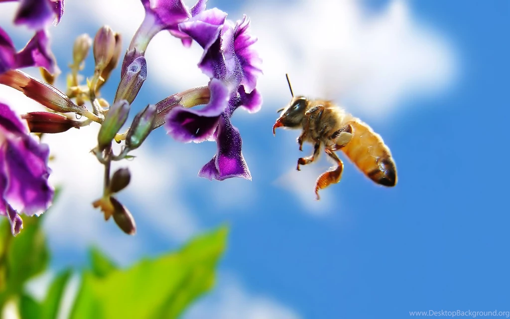 Bee On Flower Widescreen Wallpapers