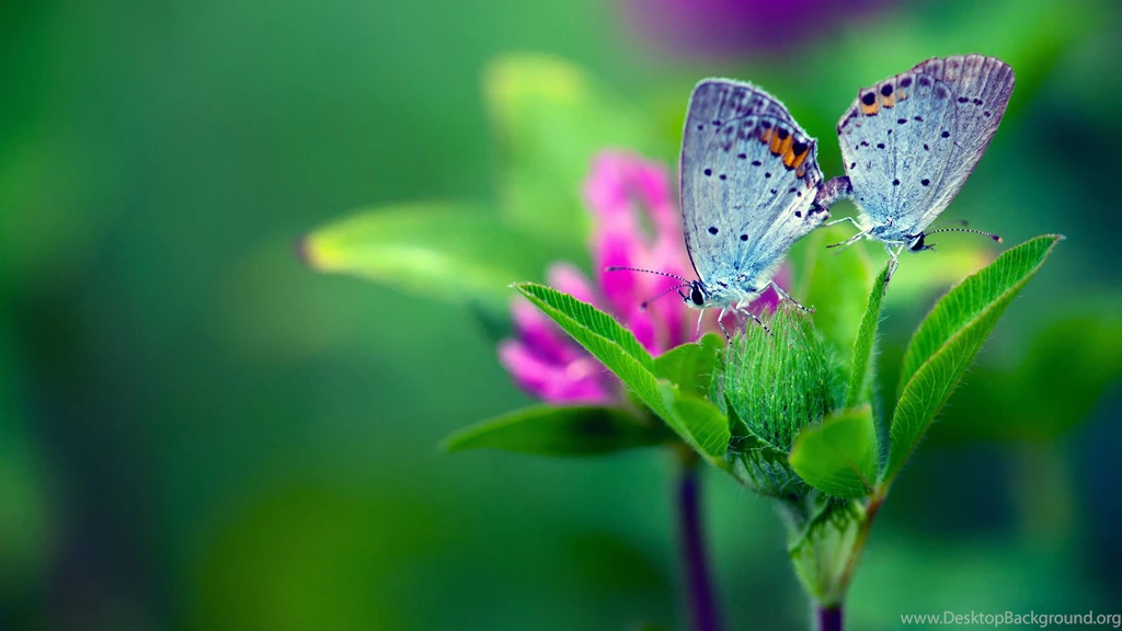Butterfly flower wallpaper HD Widescreen Images.jpg