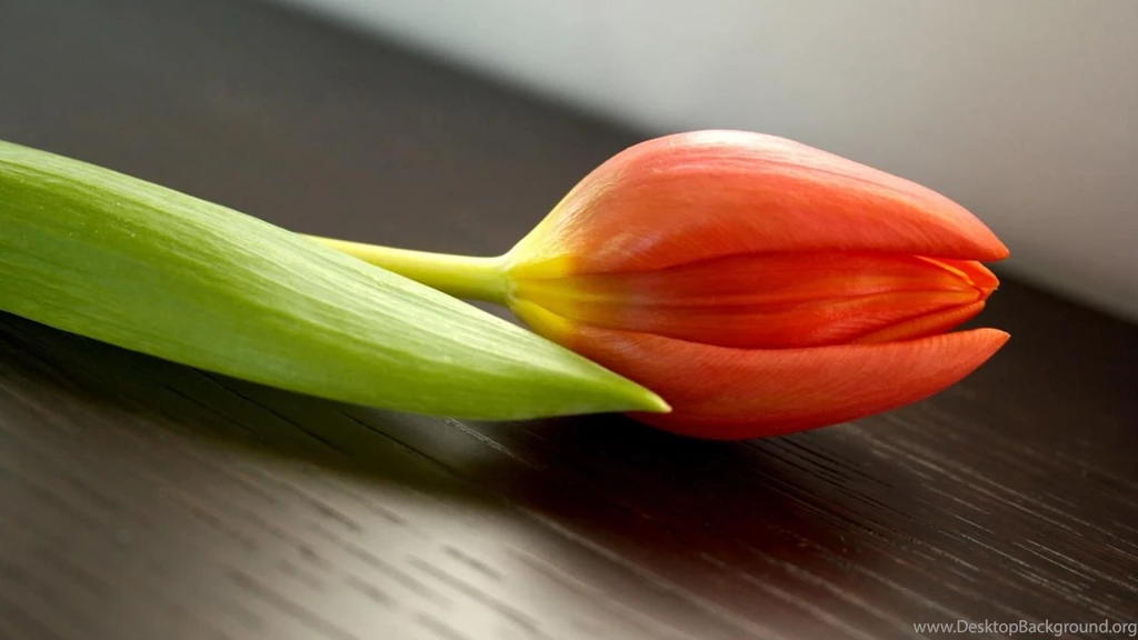 Red Tulip Flowers Widescreen Photo Hd Wallpapers   (