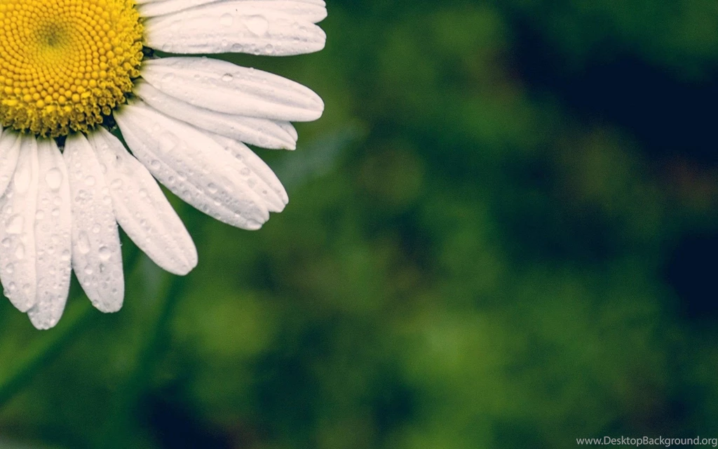 Flower Flower Flower Daisy White Petals Green Backgrounds Flower ...
