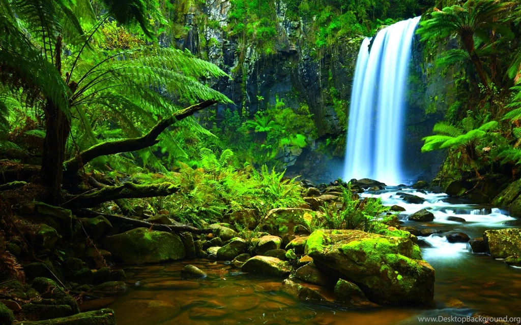 Rainforest Desktop Wallpapers HD Wallpaper Backgrounds Of Your ...