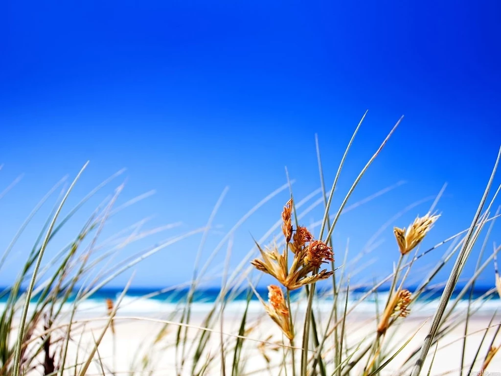 Free Summer Beach Grass Computer Desktop Wallpapers