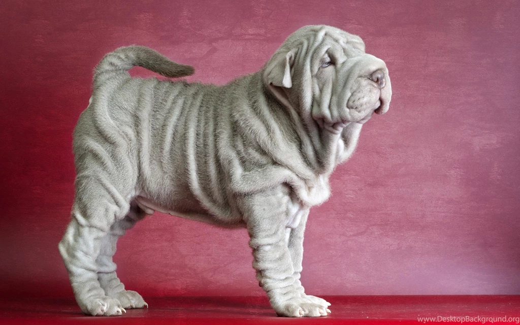 Shar Pei (