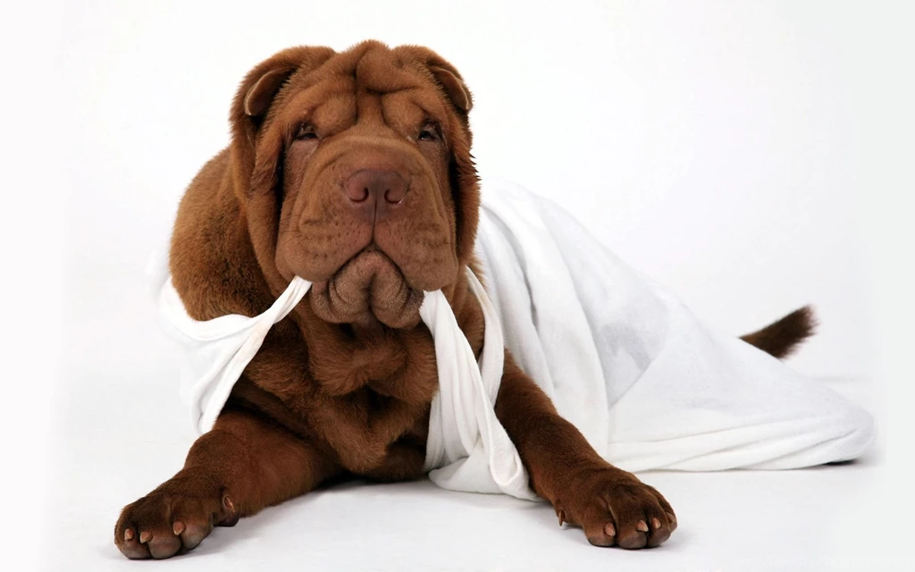 Shar Pei Dogs Free Wallpapers (24 Photos) For Your Desktop ...