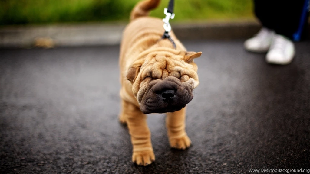 Download Wallpapers 3840x2160 Shar Pei, Dog, Face, Folds, Leash ...