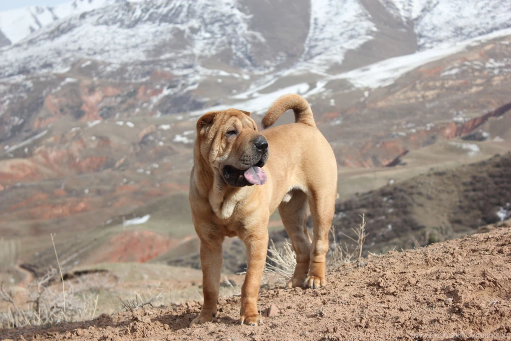 Shar Pei Computer Wallpapers, Desktop Backgrounds