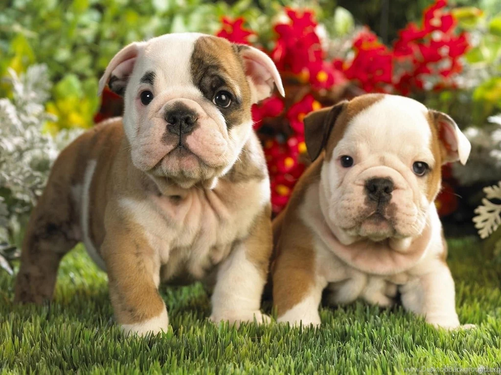 Shar Pei Photo Wallpapers, Pictures With Shar Pei / Страница 2