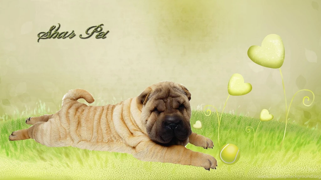 Shar Pei >> HD Wallpaper, Get It Now!