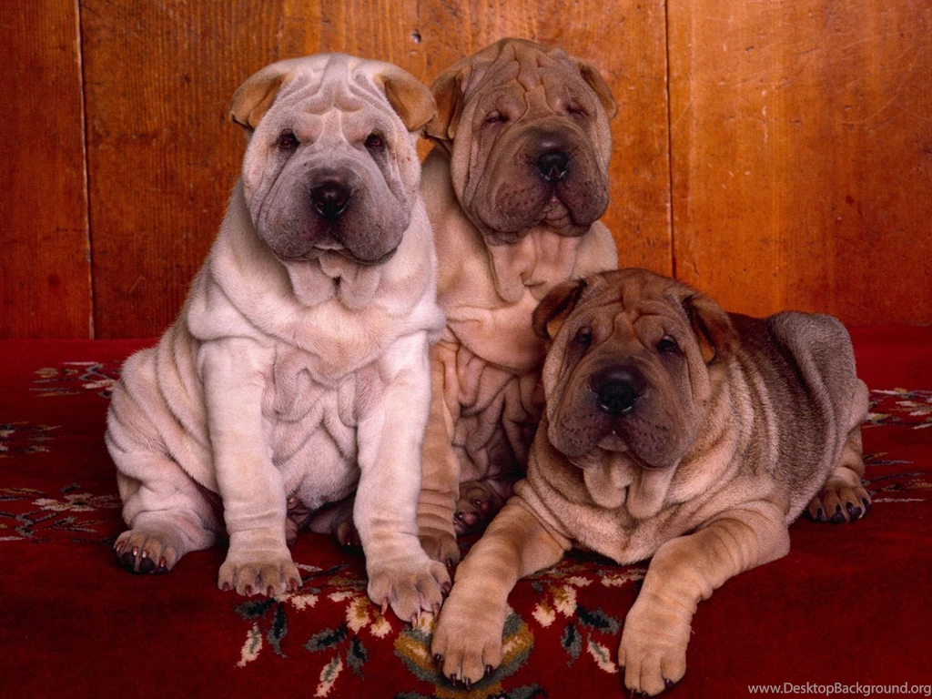HD Three Shar Pei Wallpapers New Post Has Been Published On ...
