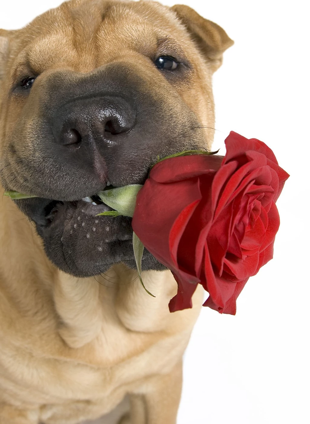 Shar Pei Photos And Wallpapers. The Beautiful Shar Pei Pictures