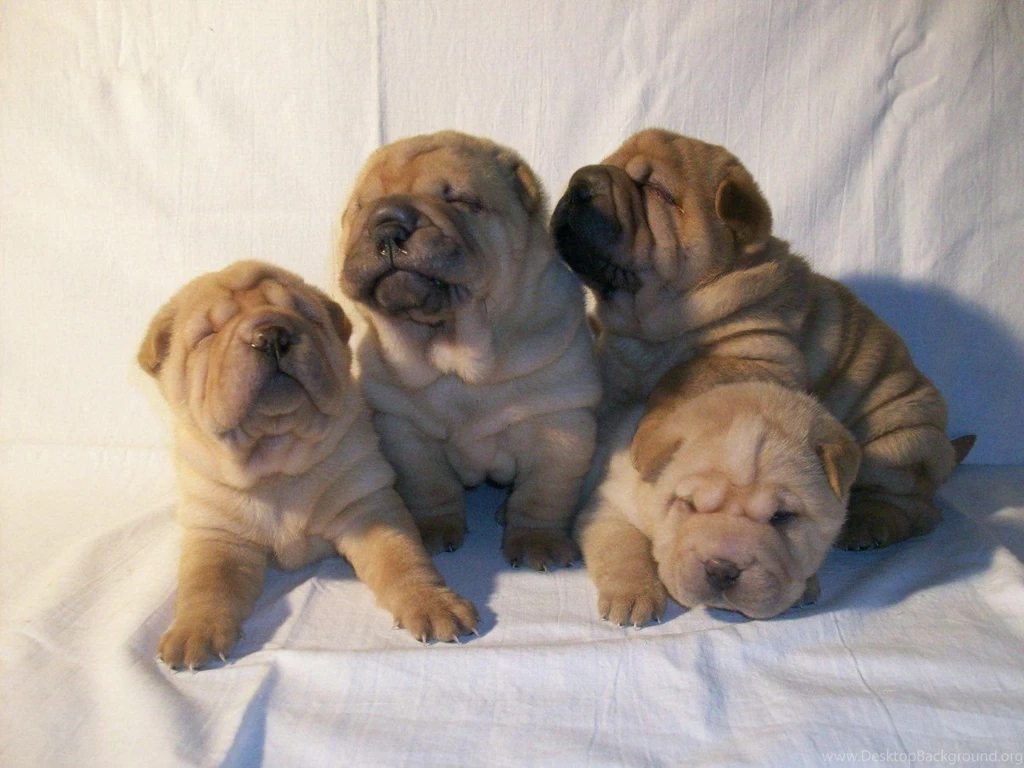 Sitting Shar Pei Puppies Photo And Wallpaper. Beautiful Sitting ...