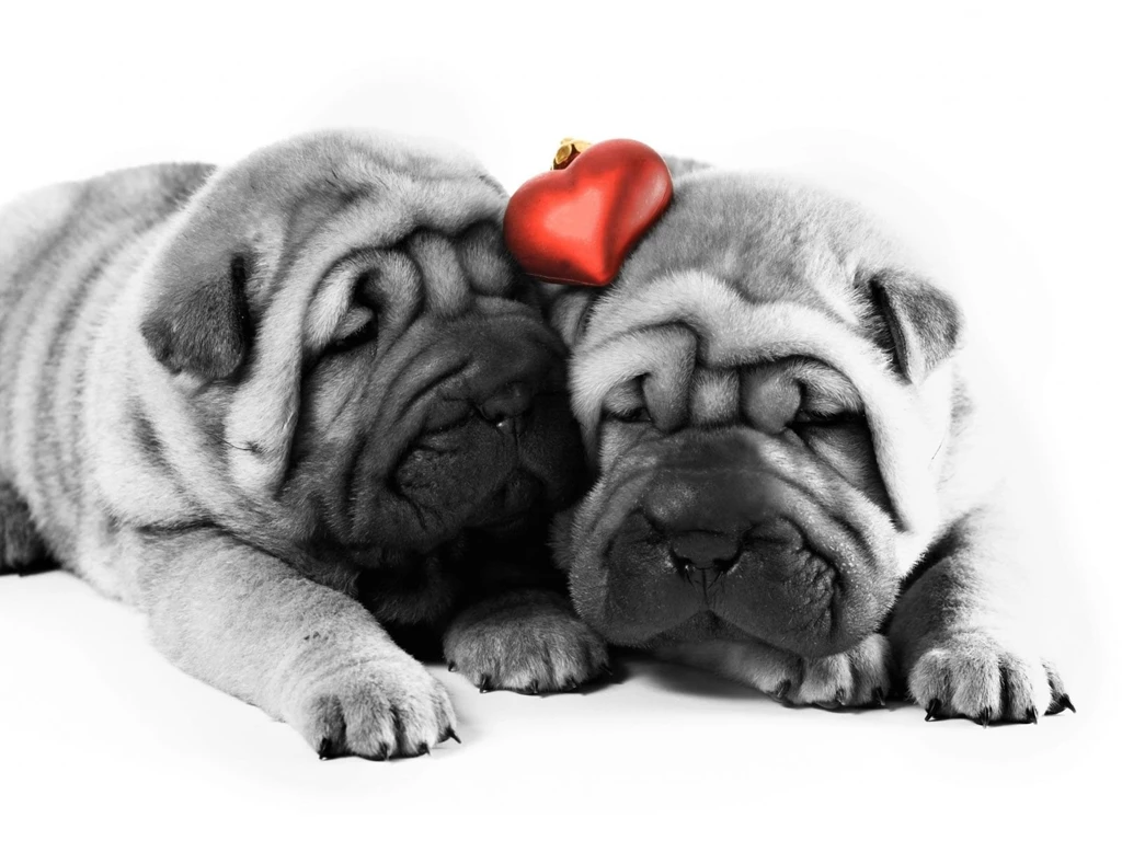 Valentine Shar Pei Dogs Photo And Wallpaper. Beautiful Valentine ...