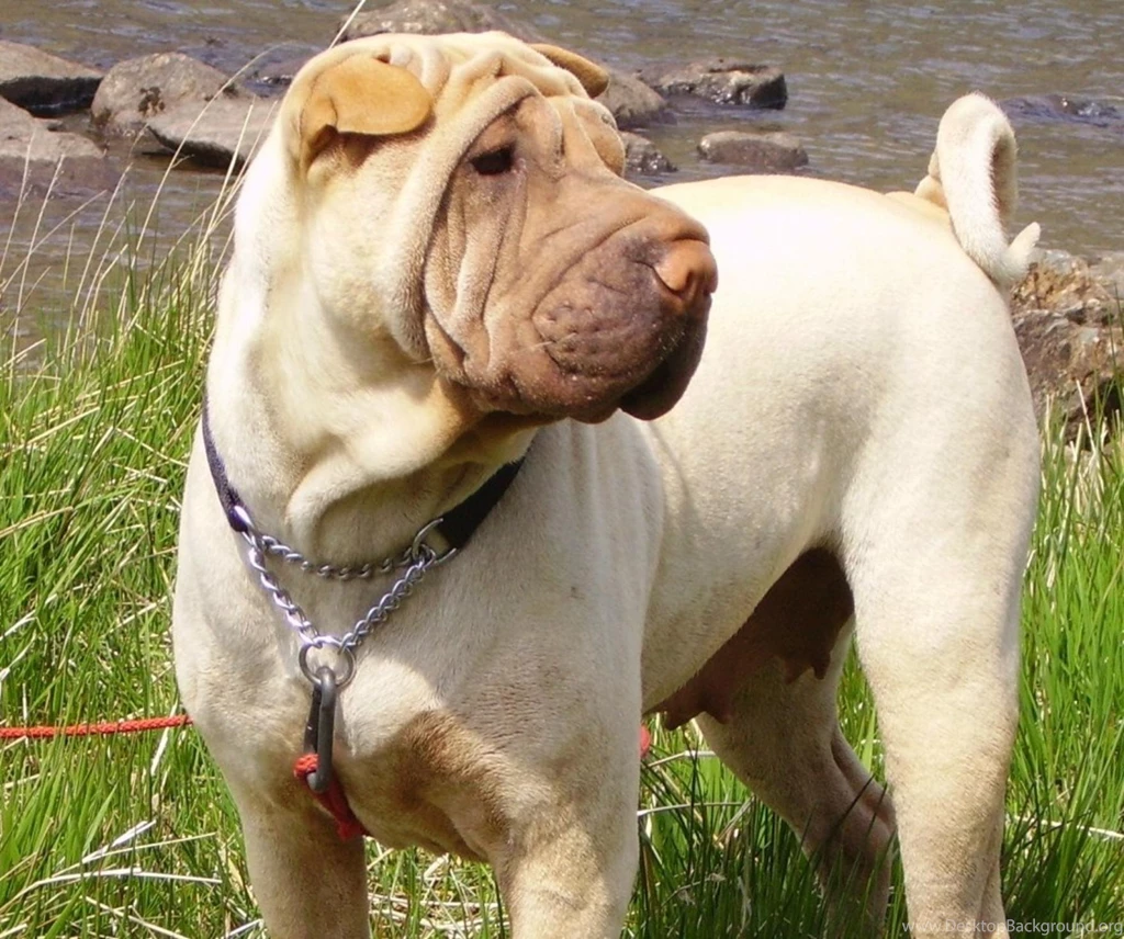 Free Wallpapers Shar Pei Chinese Fighting Dog