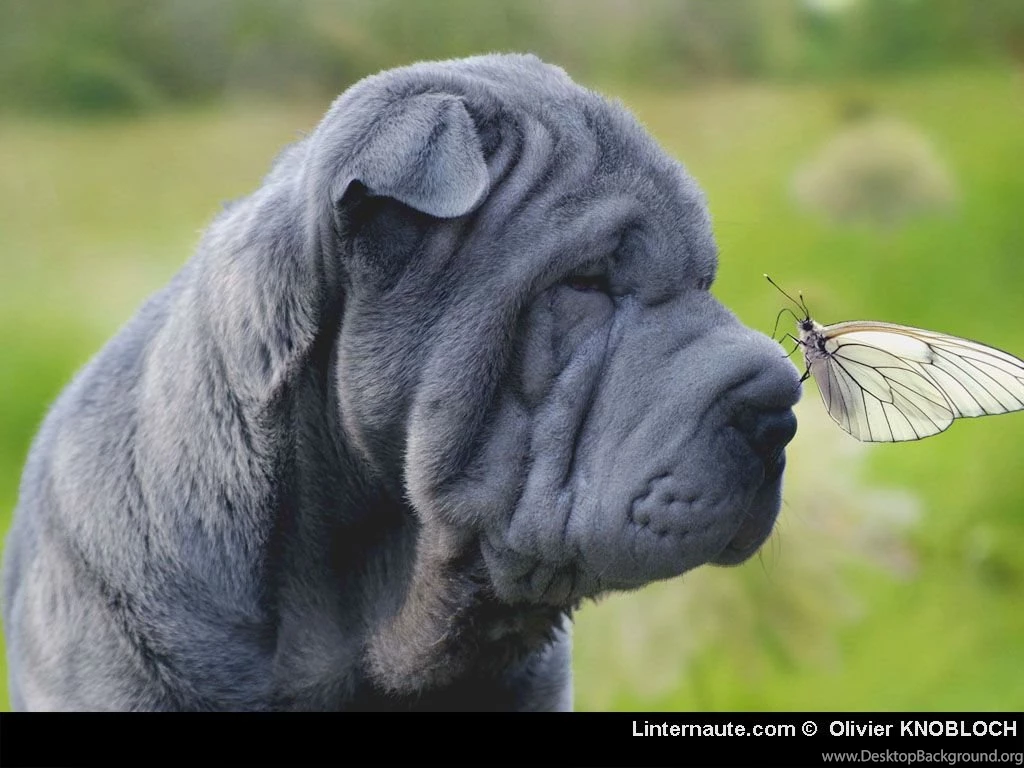 Chien Gris Puppies