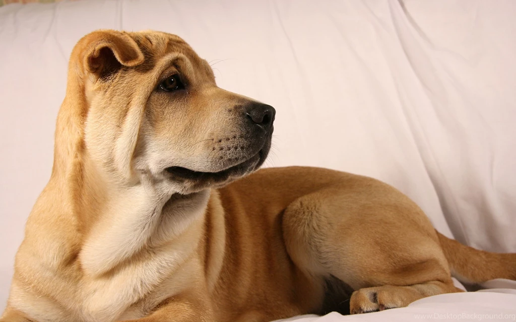 Shar Pei Desktop Wallpapers 18447