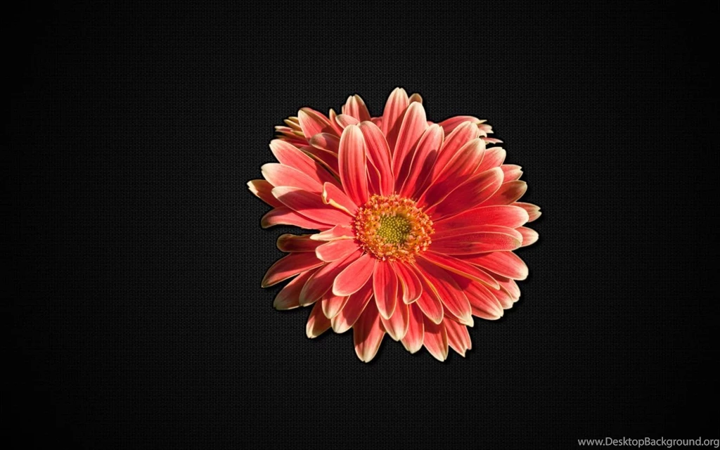 Gerber Daisy Wallpapers 206360