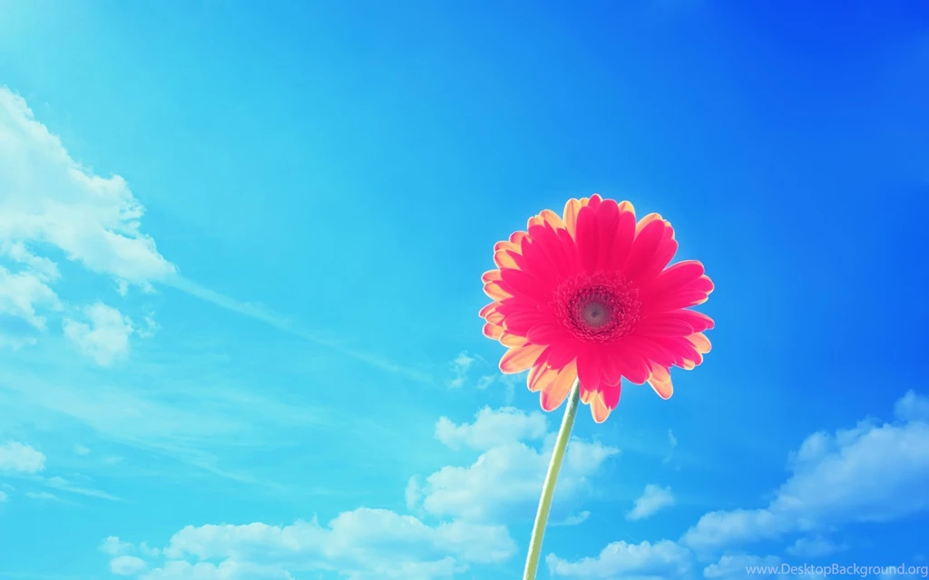 Gerber Daisy Wallpapers 07 Photos Of Bold Color Gerber Daisy ...