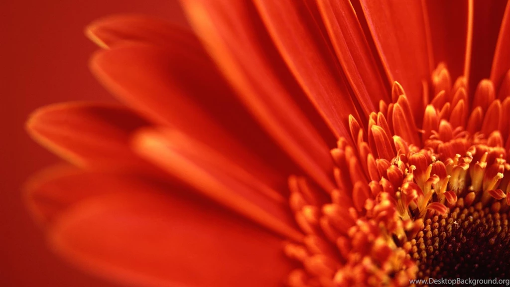 Gerbera Daisy Wallpapers Dazzling Gerbera Daisies Hd Wallpapers ...