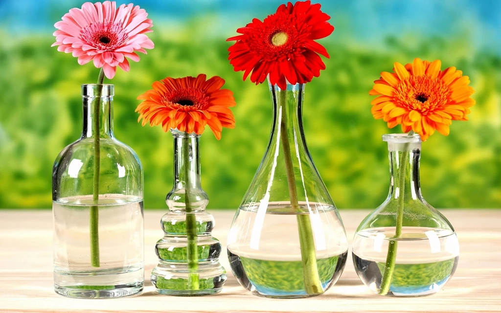 Blue Gerbera Daisies Wallpapers ImgMob