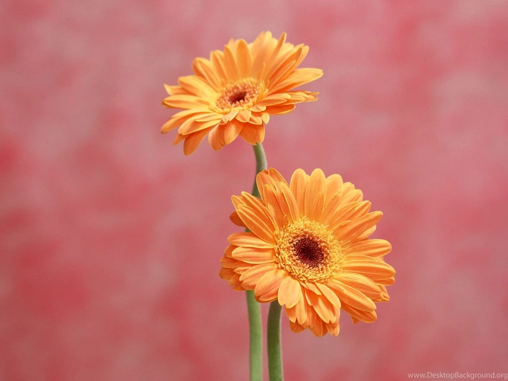 Gerbera Daisy Wallpapers Wallpapers Cave