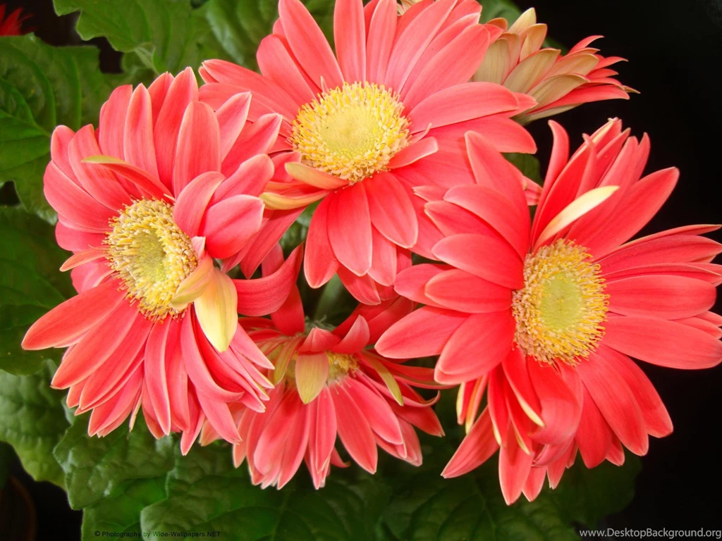 Wallpapers For Purple Gerber Daisy Wallpapers