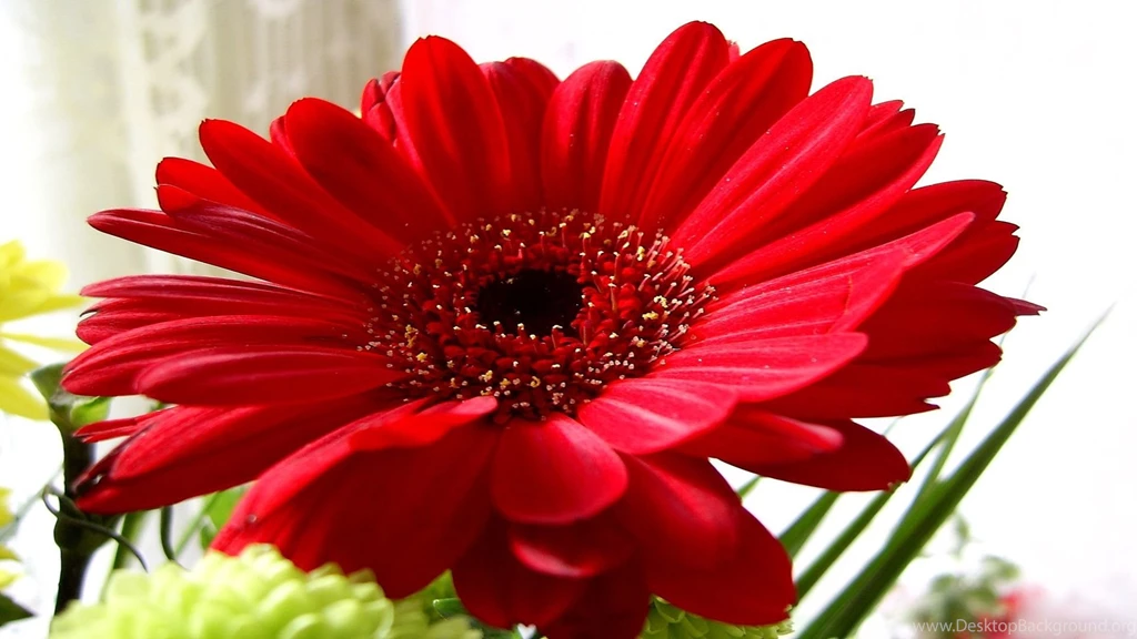 Gerber Daisy Wallpapers