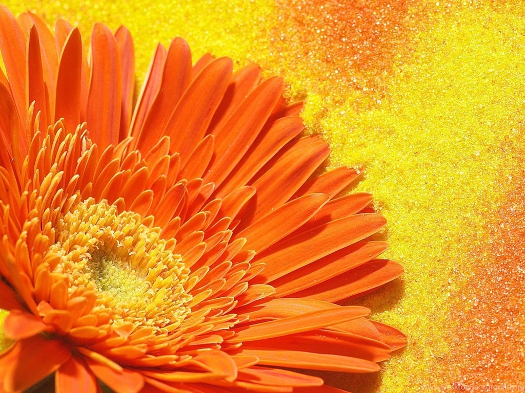 Development: Colorful Gerbera Daisy, Picture Nr. 39943