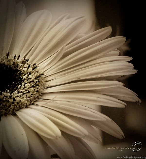 Sepia Gerber Daisy For Karen By SharonLeggDigitalArt On DeviantArt
