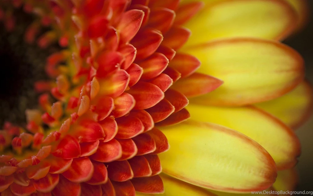 Macro Of A Gerber Daisy   (