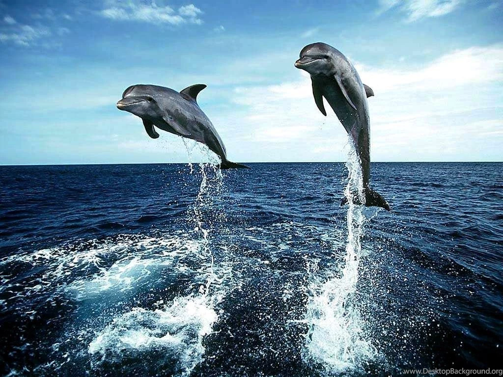 Free Living 3D Dolphins Wallpapers: 3D By Free Download Best HD ...