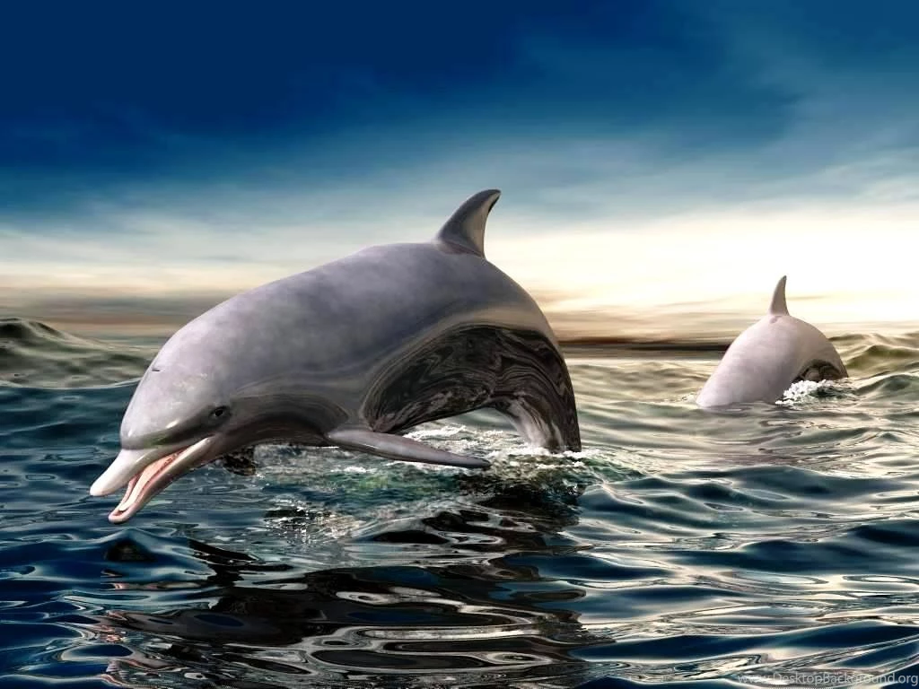 Free Living 3D Dolphins Wallpapers Dolphins Jumping In The Sea ...