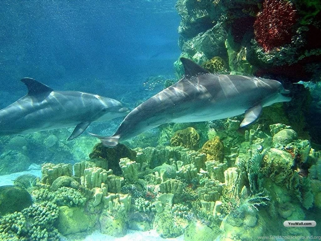 YouWall Dolphins Wallpapers Wallpaper,wallpapers,free Wallpapers ...
