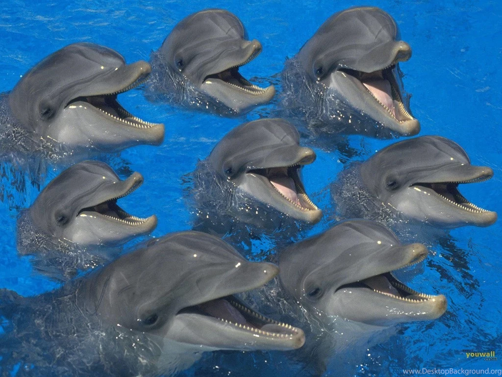 YouWall Dolphins Wallpapers Wallpaper,wallpapers,free Wallpapers ...