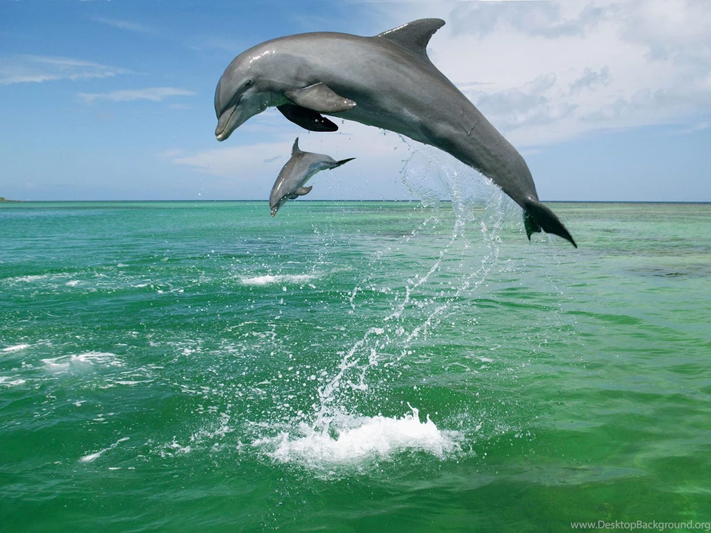 Dolphins