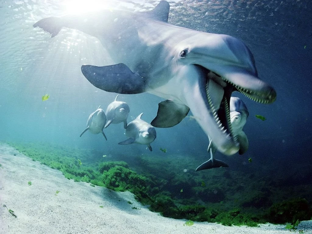 Dolphins Wallpapers Dolphins In Water Wallpapers