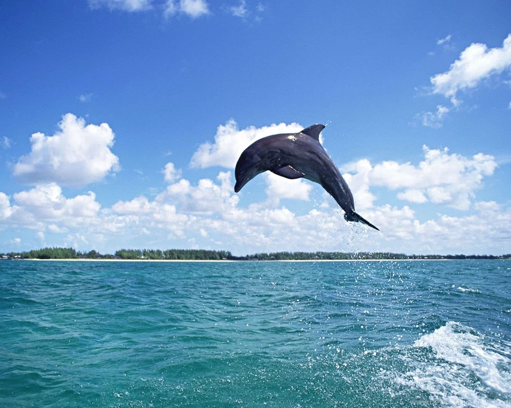 Dolphins Wallpapers 1280 X 1024 Photo 30 Of 40