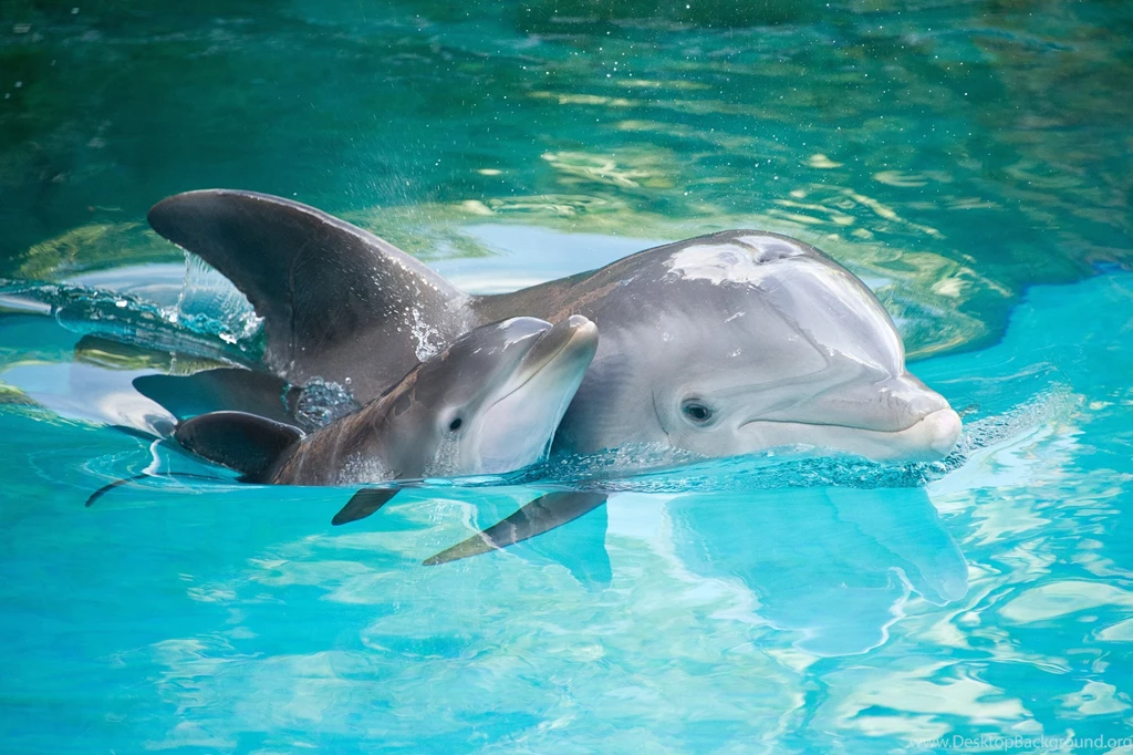 Baby Dolphins Wallpaper.