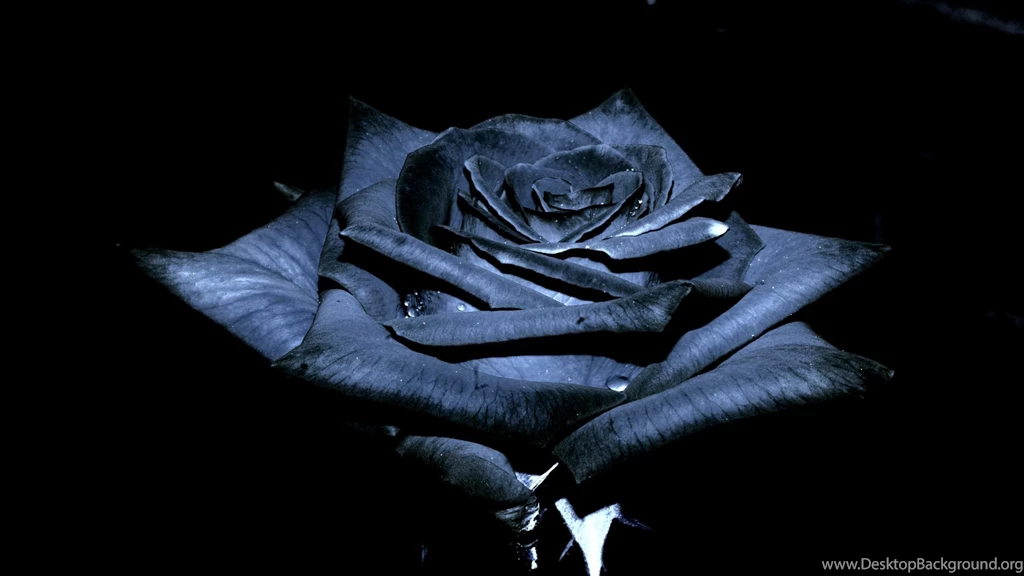 2281 Natural Big Black Rose Full Screen Wallpapers 2560x1440 1941640