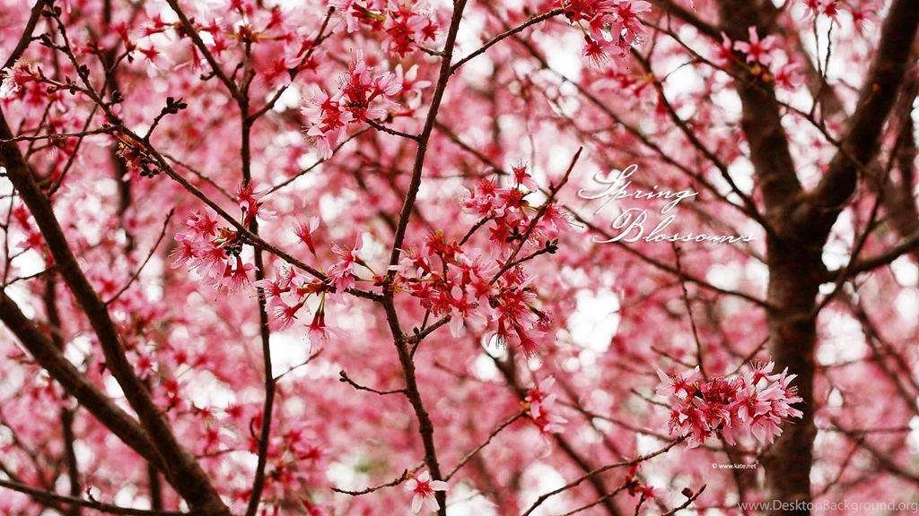 Pinkish Spring (