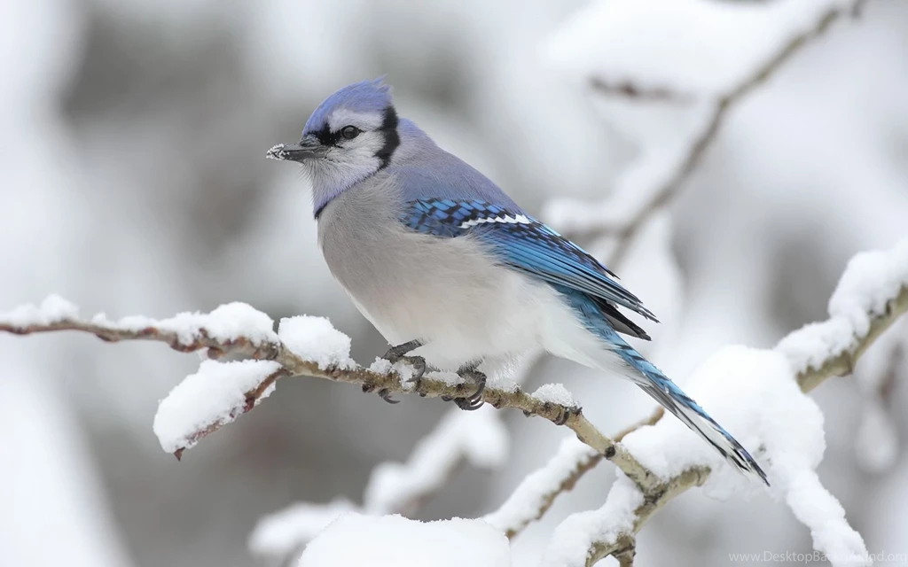 Animal Wallpaper Images 2000 HD Backgrounds