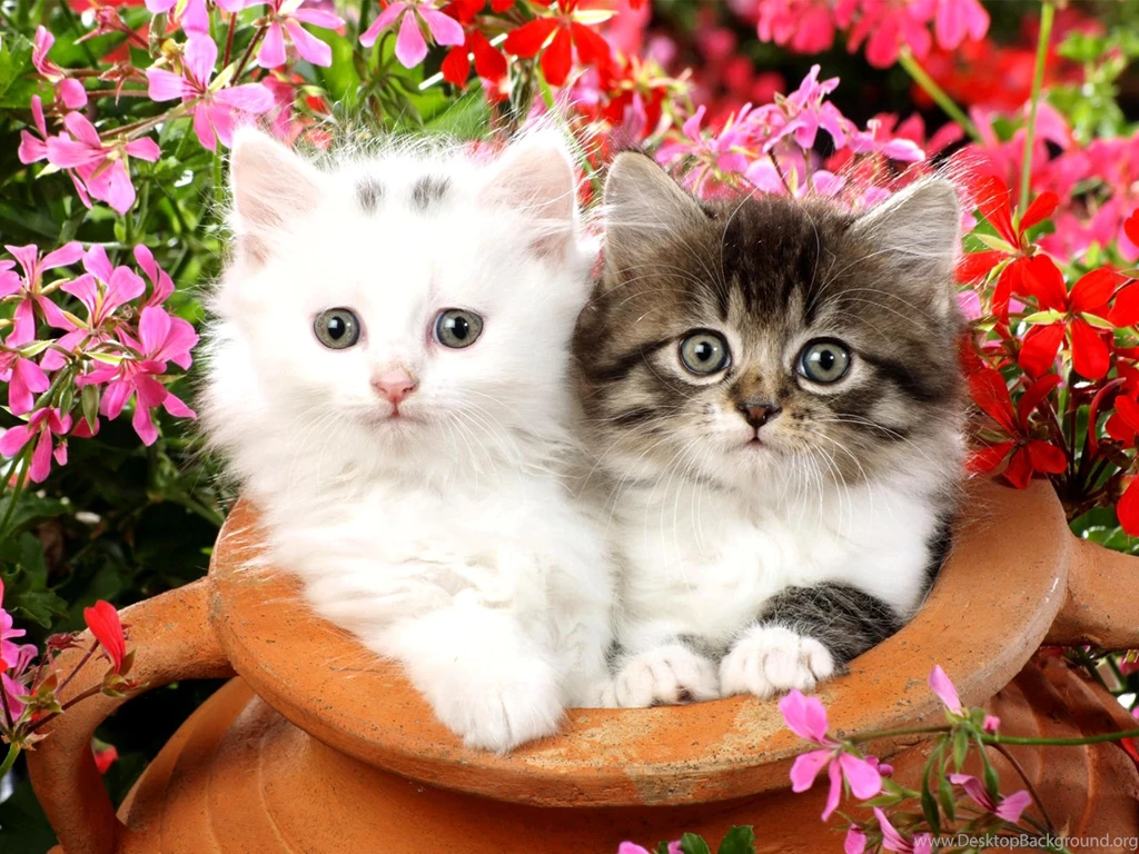 Wallpaperlite.com