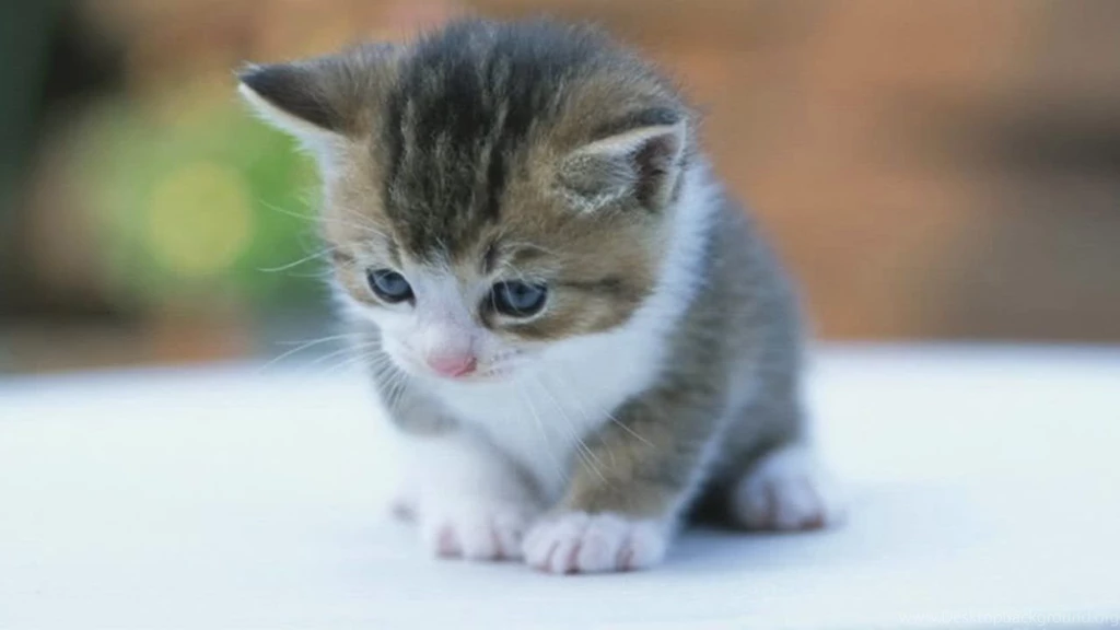 Download Cute Baby Kitten Wallpapers Free