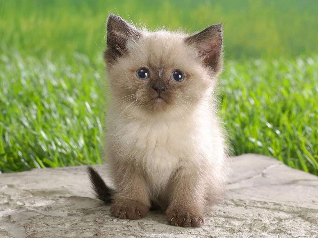 Download Cute Baby Kitten Wallpapers For Iphone