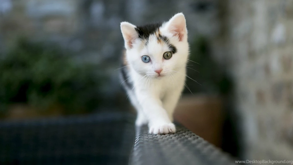 Desktop kitten wallpaper hd download.jpg